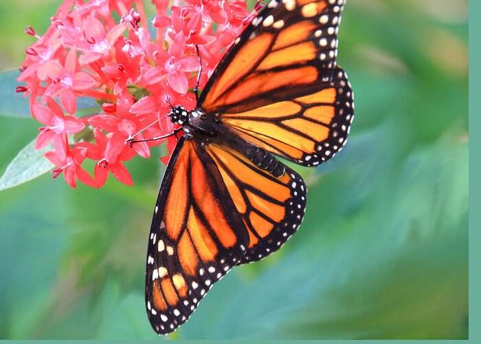 Butterfly Greeting Card featuring the photograph Monarch Macro by Rosalie Scanlon