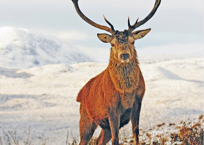 Landscape Greeting Card featuring the digital art Monarch of the Glen by Pat Speirs