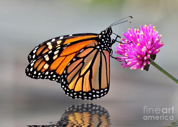 Butterflies Greeting Card featuring the photograph Monarch On A Pink Flower by Kathy Baccari