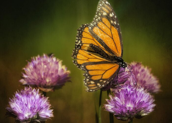 Nature Greeting Card featuring the photograph Monarch on Moody Chives by Bill and Linda Tiepelman