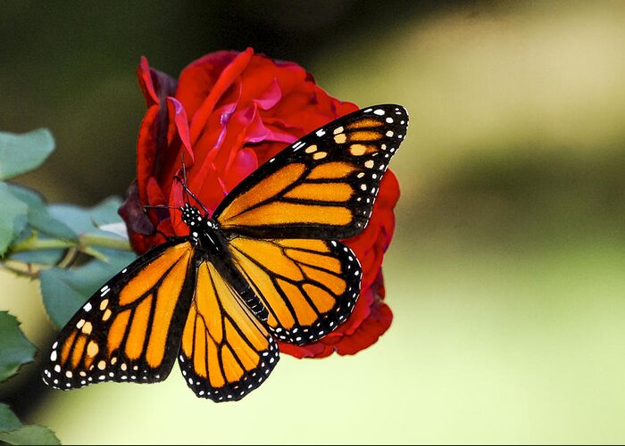 Monarch Butterfly Greeting Card featuring the photograph Monarch on Rose by Debbie Karnes