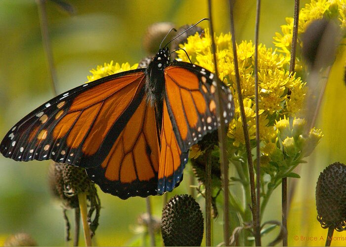 Butterfly Greeting Card featuring the photograph Monarch on Stiff Goldenrod by Bruce Morrison