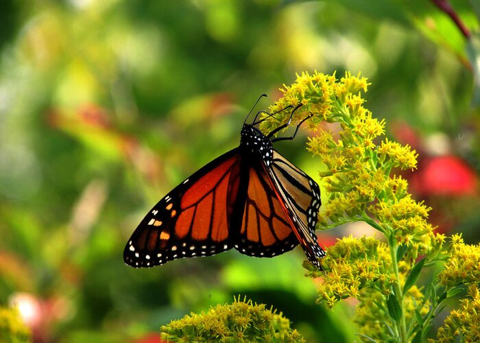 Monarch Greeting Card featuring the photograph Monarch's Glory by Kimberly Mackowski