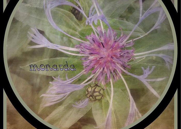 Flower Greeting Card featuring the photograph Monarda by Jodie Marie Anne Richardson Traugott     aka jm-ART