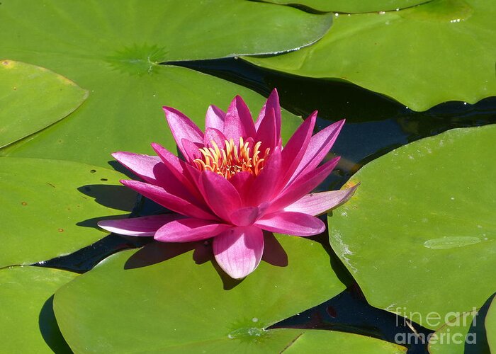 Flower Greeting Card featuring the photograph Monet's Waterlily by Marguerita Tan