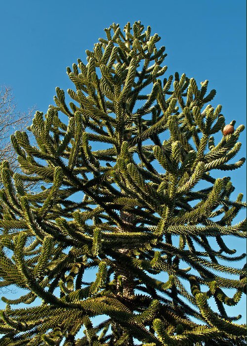 Green Greeting Card featuring the photograph Monkey Puzzle Tree E by Tikvah's Hope