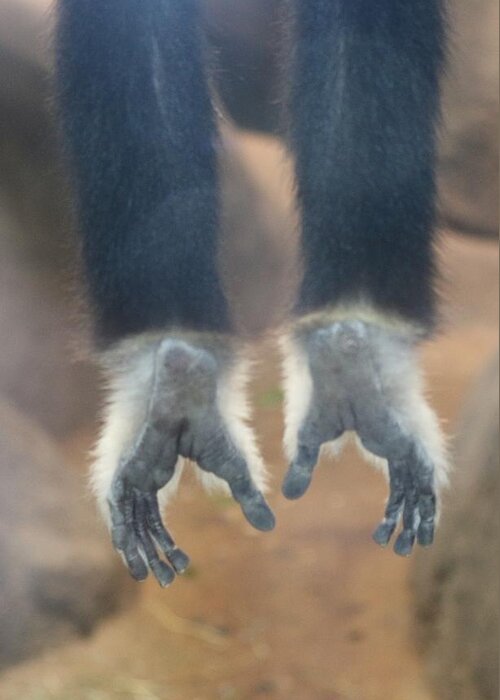 Monkey Greeting Card featuring the photograph Monkeying Around by Christy Pooschke