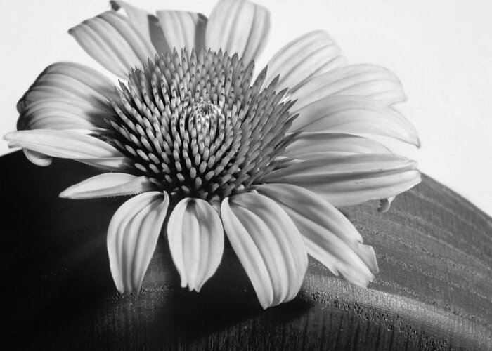 Black And White Greeting Card featuring the photograph Monochrome Coneflower by David and Carol Kelly