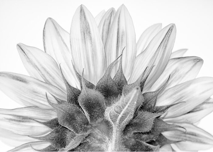  Black Greeting Card featuring the photograph Monochrome Sunflower by Stelios Kleanthous