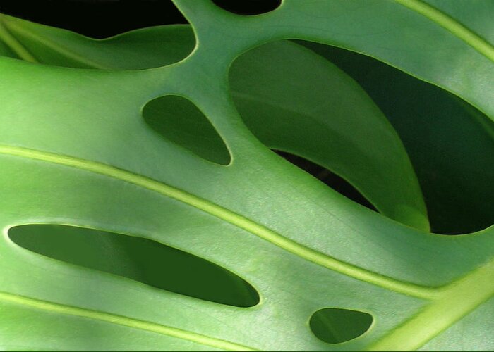 Monstera Deliciosa Greeting Card featuring the photograph Monstera by James Temple