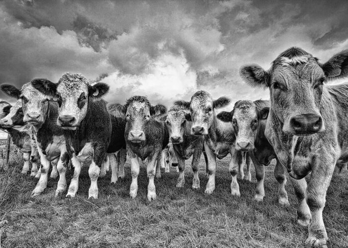 Cows Greeting Card featuring the photograph Moo by Kris Dutson