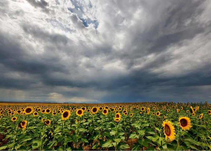 Sunflower Greeting Card featuring the photograph Moody Skies over the Sunflower Fields by Ronda Kimbrow