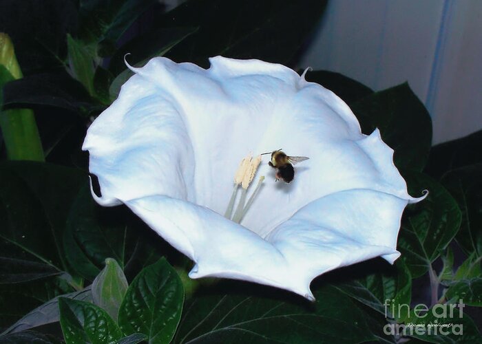Moon Flower Greeting Card featuring the photograph Moon Flower by Thomas Woolworth