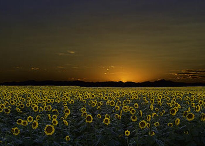 Sunflowers Greeting Card featuring the photograph Moon Flowers by Kristal Kraft