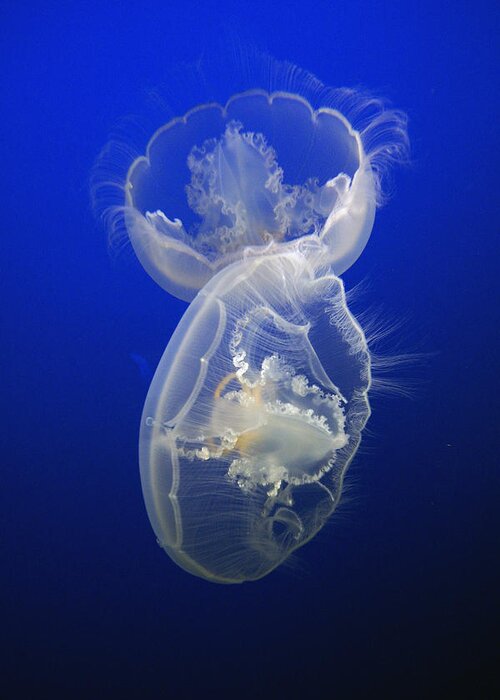 Feb0514 Greeting Card featuring the photograph Moon Jelly Pair by Hiroya Minakuchi