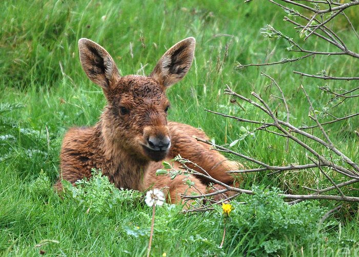 Moose Greeting Card featuring the photograph Moose Calf under Willow by Phil Banks