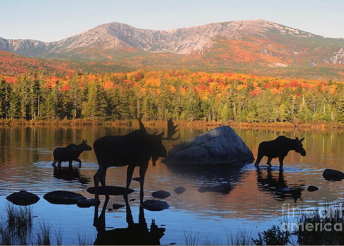 Moose Greeting Card featuring the photograph Moose Family Scenic by Jane Axman