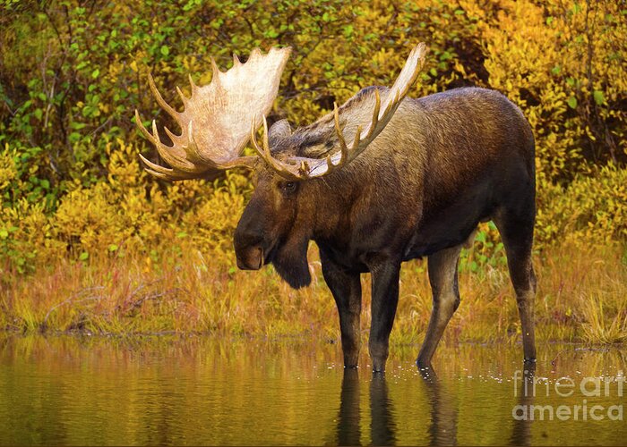 00345399 Greeting Card featuring the photograph Moose In Glacial Kettle Pond by Yva Momatiuk John Eastcott