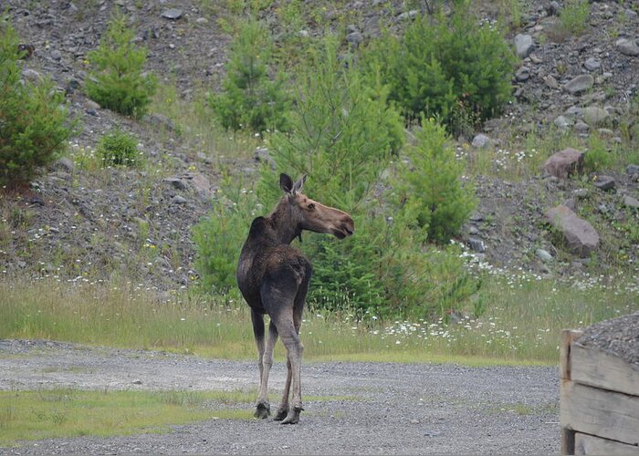 Nature Greeting Card featuring the photograph Moose by James Petersen