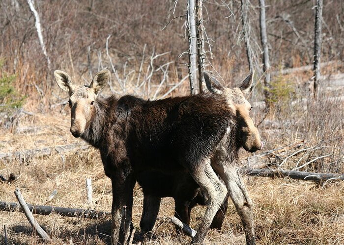 Moose Greeting Card featuring the photograph Moose x Two by Dr Carolyn Reinhart