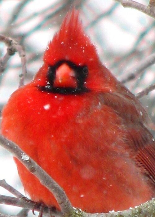 Redbirds Greeting Card featuring the photograph More Snow Really by Angela Davies