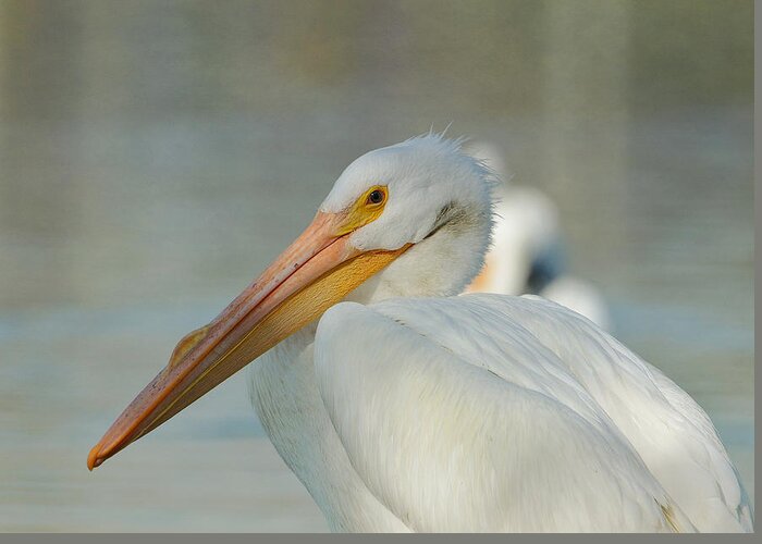 American White Pelican Greeting Card featuring the photograph Morning Beckons 2 by Fraida Gutovich