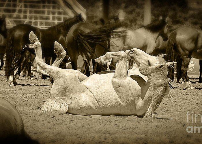 Horse Greeting Card featuring the photograph Morning Calisthenics by Lincoln Rogers
