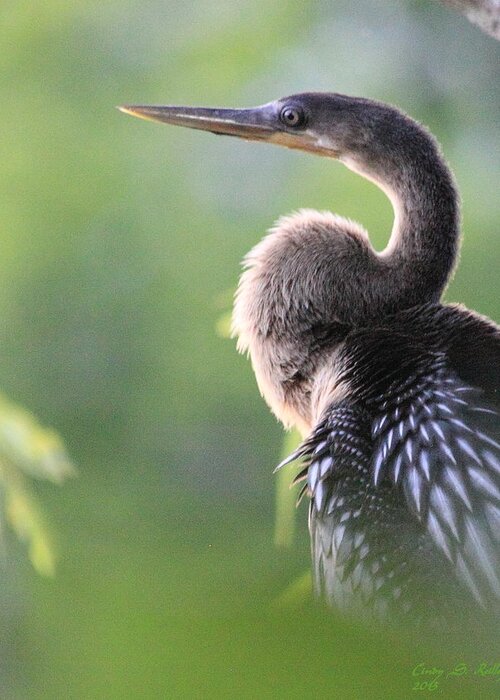Anhinga Greeting Card featuring the photograph Morning Calm by Cindy Reilley