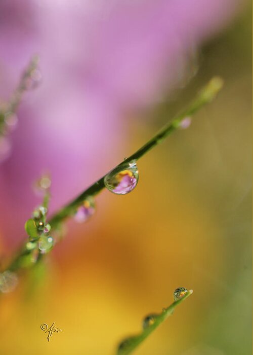 Close-up Greeting Card featuring the photograph Morning Dew by Arthur Fix