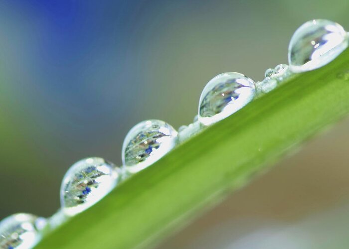 Drop Greeting Card featuring the photograph Morning dew drops by Heiko Koehrer-Wagner