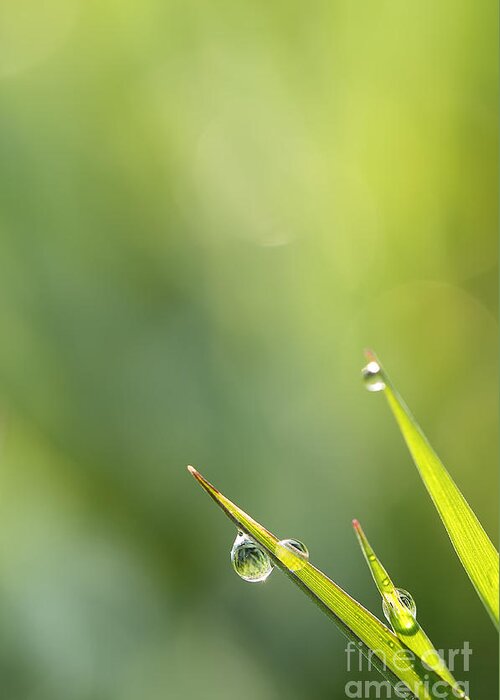Drops Greeting Card featuring the photograph Morning dew on grass by LHJB Photography