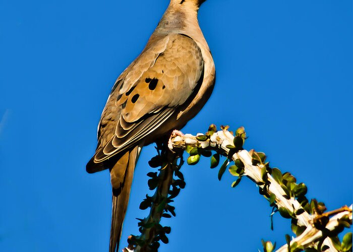 Arizona Greeting Card featuring the photograph Morning Dove by Robert Bales