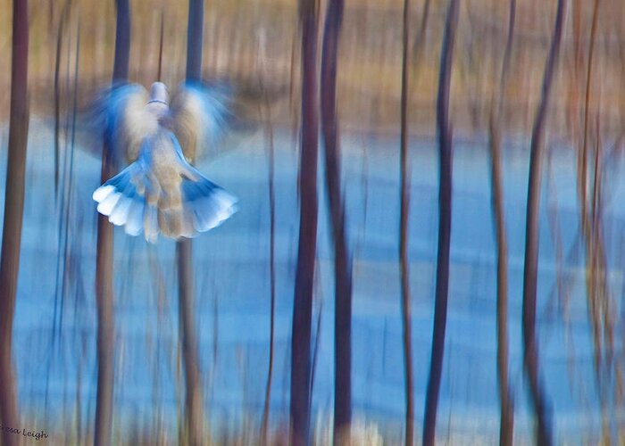 Poetry Greeting Card featuring the photograph Morning Dove by Theresa Tahara