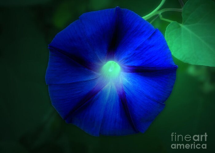 Morning Glory Greeting Card featuring the photograph Morning Glory 04 by Thomas Woolworth