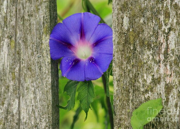  Greeting Card featuring the photograph Morning Glory and Fence 2 by Roger Soule