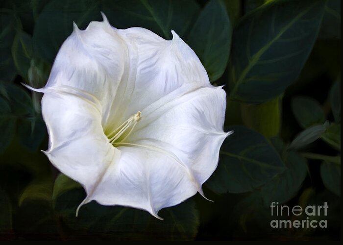 Datura Greeting Card featuring the photograph Morning glory by Elena Nosyreva