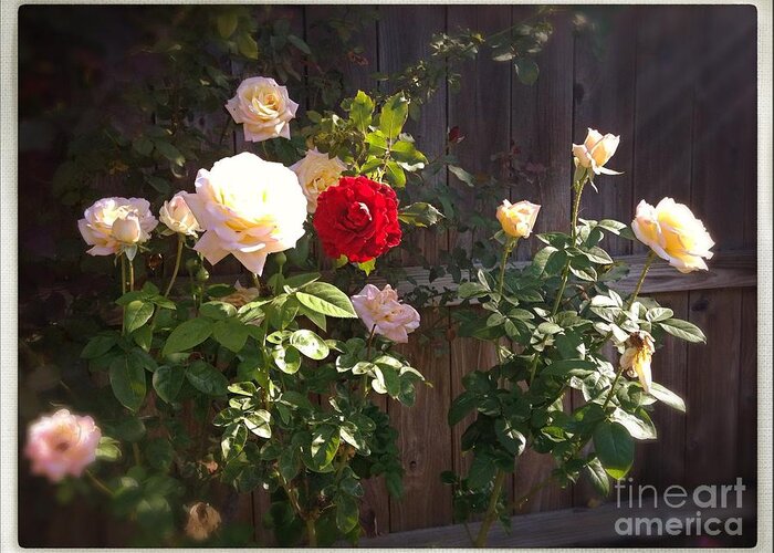 Roses Greeting Card featuring the photograph Morning Glory by Vonda Lawson-Rosa