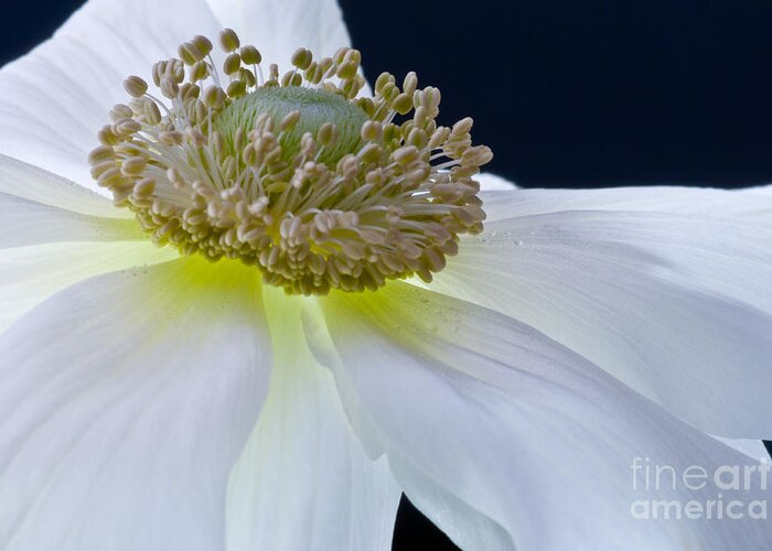 Flower Greeting Card featuring the photograph Morning Glow by Art Barker