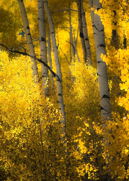 Aspen Trees Greeting Card featuring the photograph Morning Glow by Chuck Jason