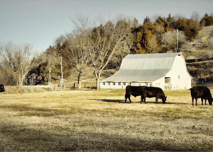 Barn Greeting Card featuring the photograph Morning Graze by Cricket Hackmann