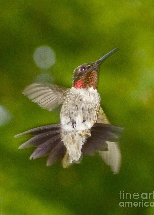 Hummingbird Greeting Card featuring the photograph Morning Greeter by Alice Mainville