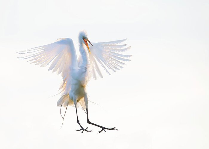 Bird Greeting Card featuring the photograph Morning Landing by Phillip Chang