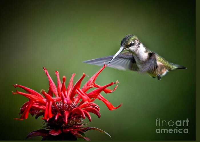 Ruby-throated Hummingbird Greeting Card featuring the photograph Morning Meal by Cheryl Baxter