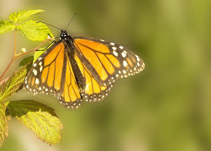 Monarch Greeting Card featuring the photograph Morning Monarch Glow by Bill and Linda Tiepelman