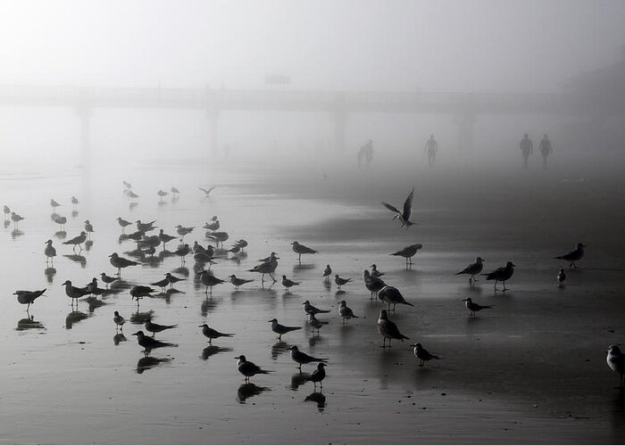 Birds Greeting Card featuring the photograph Morning Monochrome by Ross Lewis
