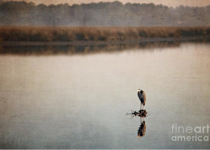 Birds Ocean Springs Mississippi Texture Greeting Card featuring the photograph Morning Solitude by Joan McCool