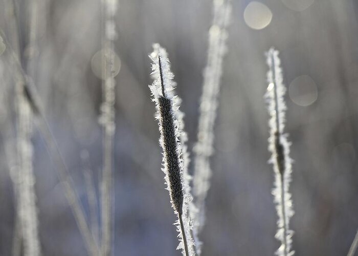 Frost Greeting Card featuring the photograph Morning Sparkle by Penny Meyers