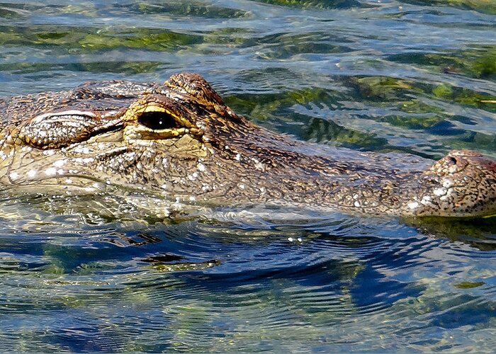 Gator Greeting Card featuring the photograph Morning Swim by Dennis Dugan