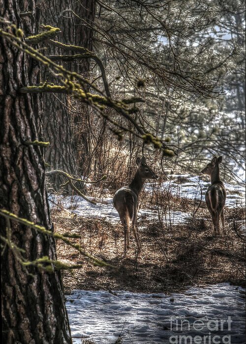 Deer Greeting Card featuring the photograph Morning Walk by Loni Collins