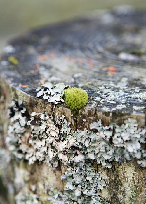 Plant Greeting Card featuring the photograph Moss And Lichen by Gustoimages/science Photo Library